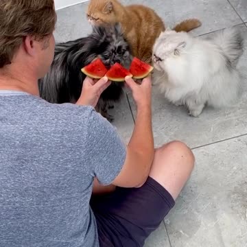 Cats Chow Down On Tasty Watermelon Treat