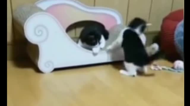 Cat Comedy Video Cat Funny video Part66 #CatShort #CatVideo