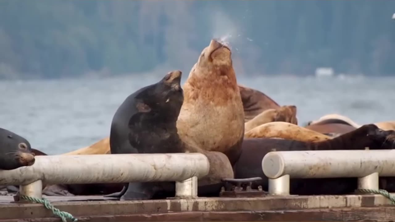 A diversidade da vida marinha no Alasca