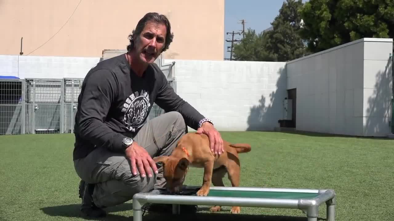 Puppy Training Funny tricks