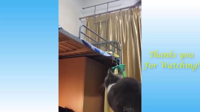 Top Funny Cat Videos of The Weekly - TRY NOT TO LAUGH #17 | Pets Garden