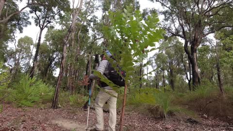 Bibbulmun Track part 21 Possum Springs To Yourdammung