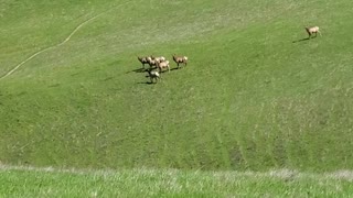 Tule Elk on grassy hill