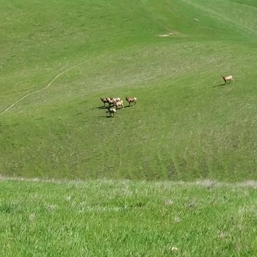 Tule Elk on grassy hill