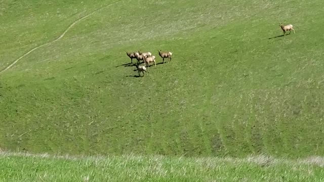 Tule Elk on grassy hill