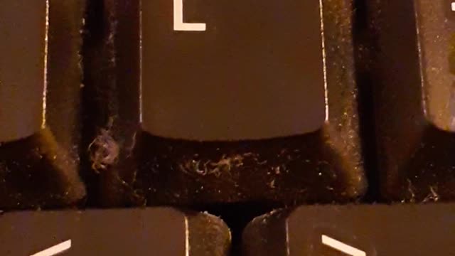 Liberty - Libertad III