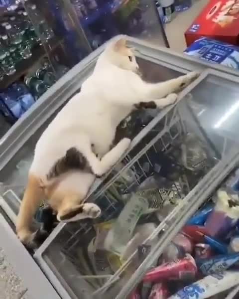 dont stop me i wanna ice cream