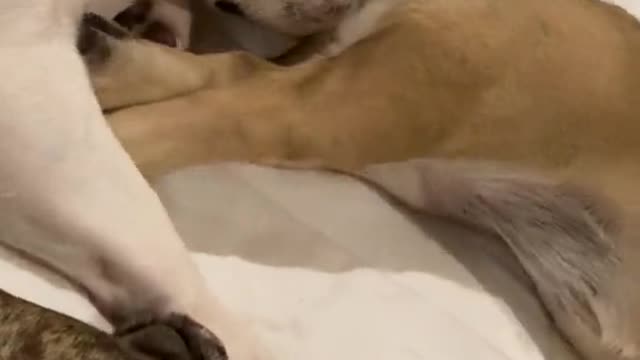 Funny And Cute Frenchie