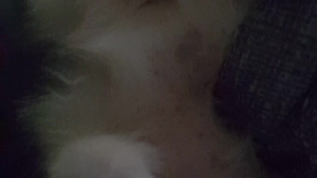 Dog snoring after a walk