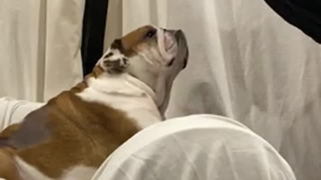 Dog Hilarious Reaction to Owner Kissing Him on the Head