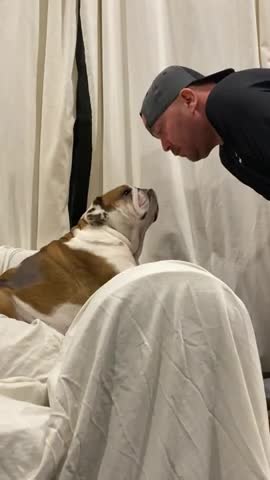 Dog Hilarious Reaction to Owner Kissing Him on the Head