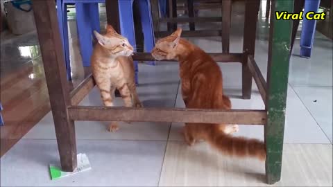 Cats Fighting and Meowing - These Two are Bloody Brothers