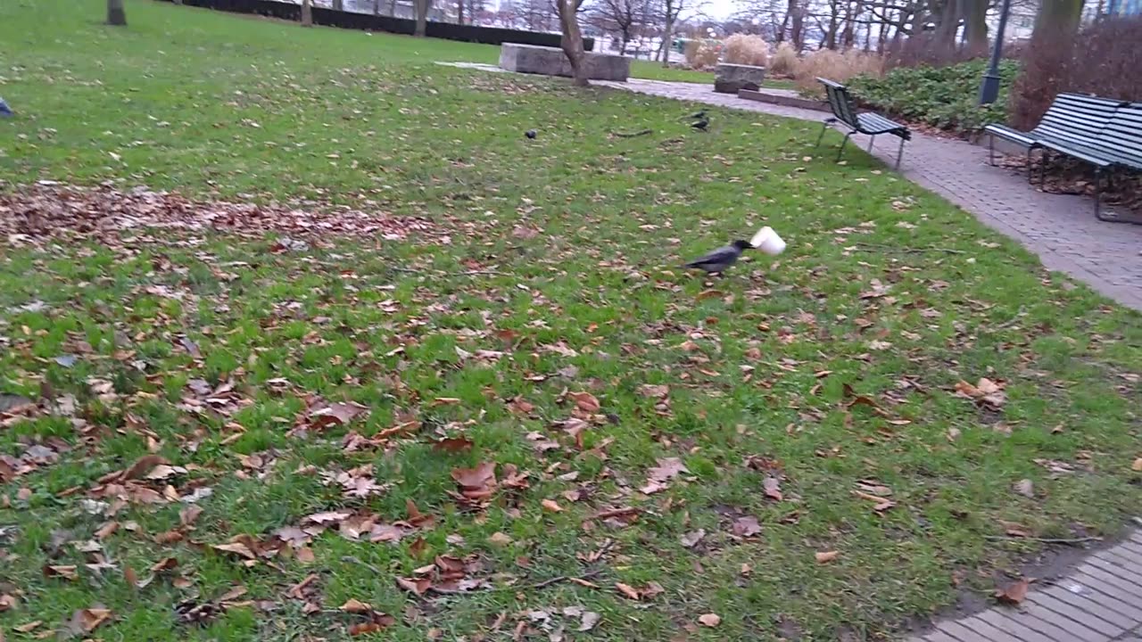 Fågeln I Stadsparken, Helsingborg 14 Dec. 2018