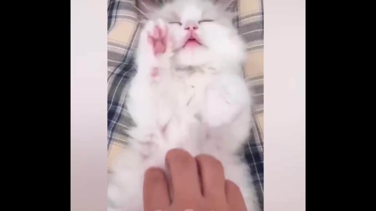 Je sui morte de rire et j adore les chat mimi😁😁😅