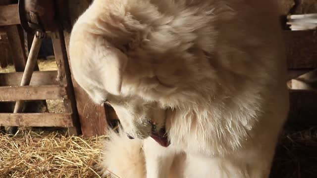 Perro cuidador de ganado bebe leche fresca de vaca