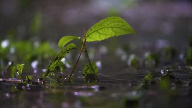 Rain forest relaxin music