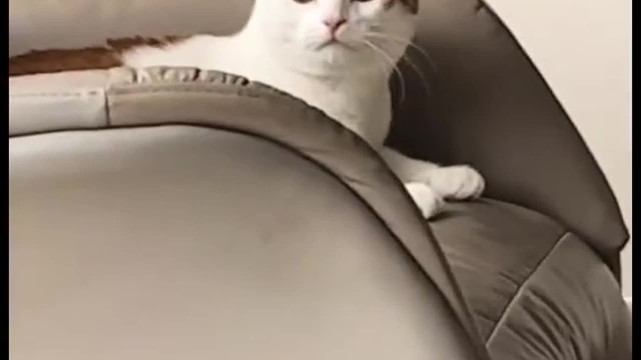 Funny and Cute Cats Video #110