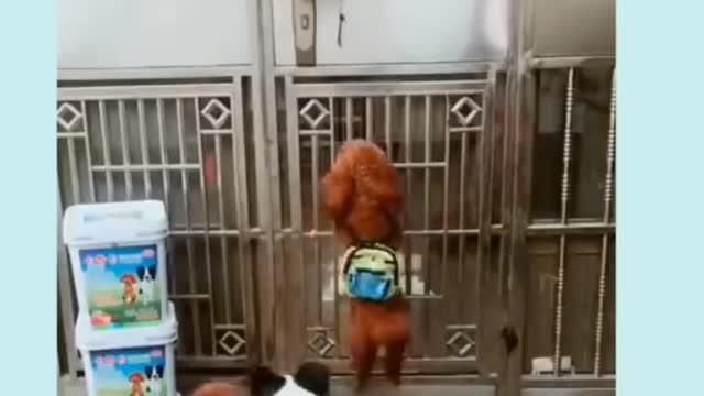 Funny😂 , cute 🤗 and smart😎 puppies ever