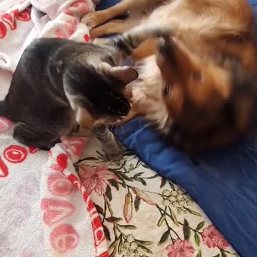Morning Play time dog and cat