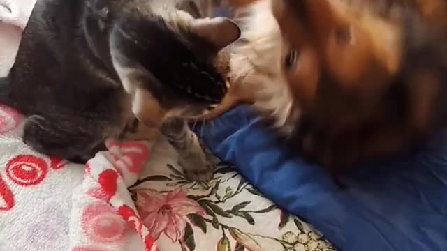 Morning Play time dog and cat