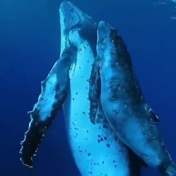 Mommy whale and her baby