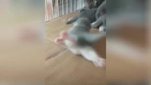 cat funny jumps paws