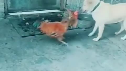 Dog Vs Chicken Fight Funny Dog Video