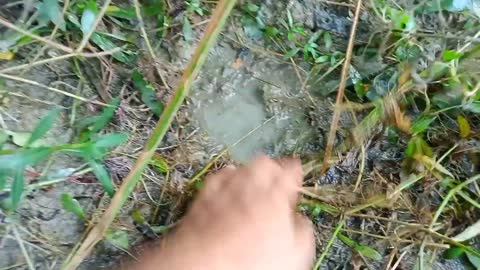 গর্ত থেকে মাছ ধরা Fishing from holes