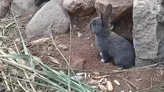 cute little black rabbit