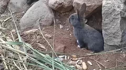 cute little black rabbit