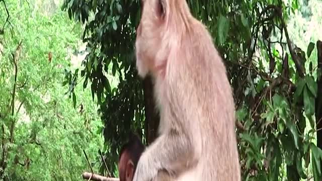 Baby monkey will always be with her mother even though mother monkey always makes baby monkey sad.