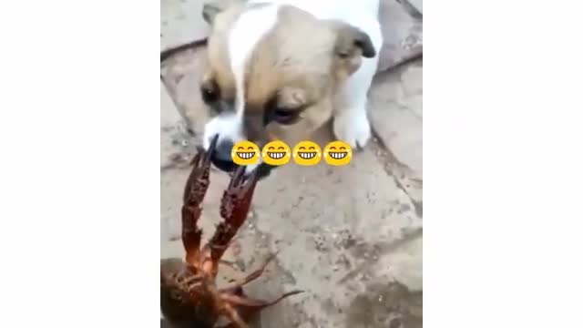 Small lobster war