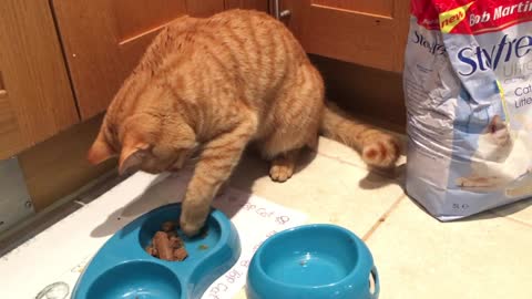 Kevin Picks Up Food Like A Person