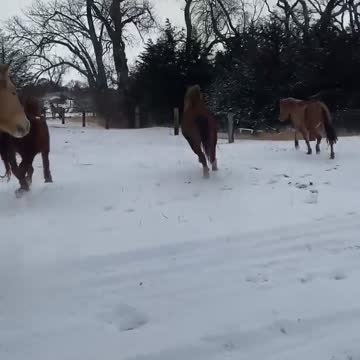 Letting the boys out