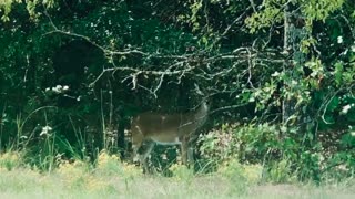 Texas deer