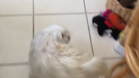 White dog jumping up and down at sound of toy