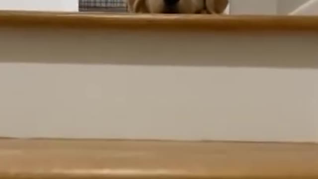 World cutest dog | golden hair dog ❤