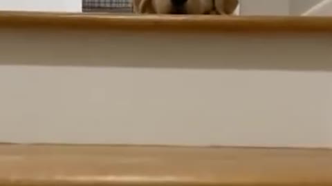 World cutest dog | golden hair dog ❤