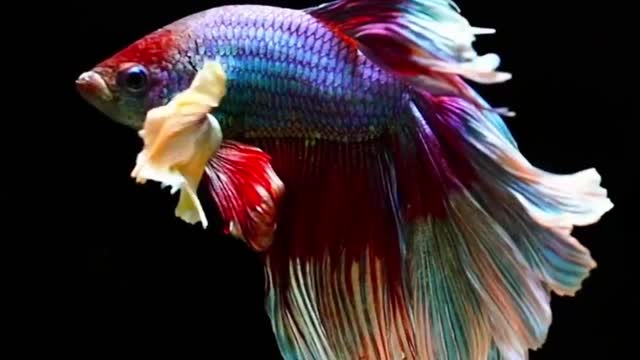 beautiful fighting/betta fish