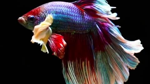 beautiful fighting/betta fish