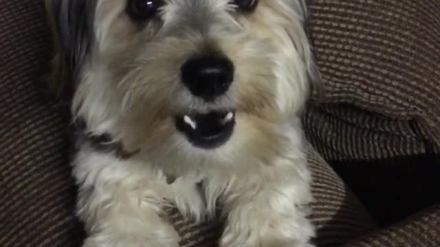 Grey dog whining on couch