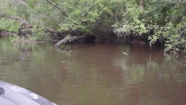 Creek is LOADED w/ Bass