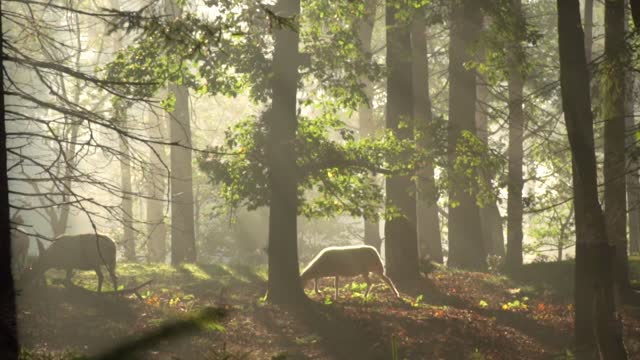 sheep in the forest