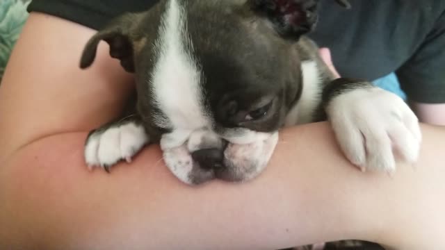 Little dog trying to nurse on a arm