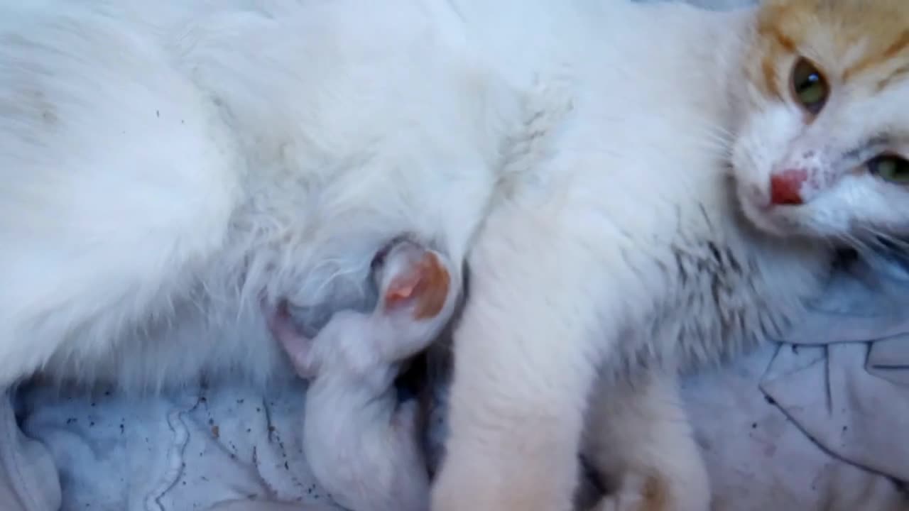 cat gives birth one little baby kitten