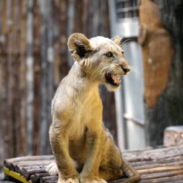 What did the animal see