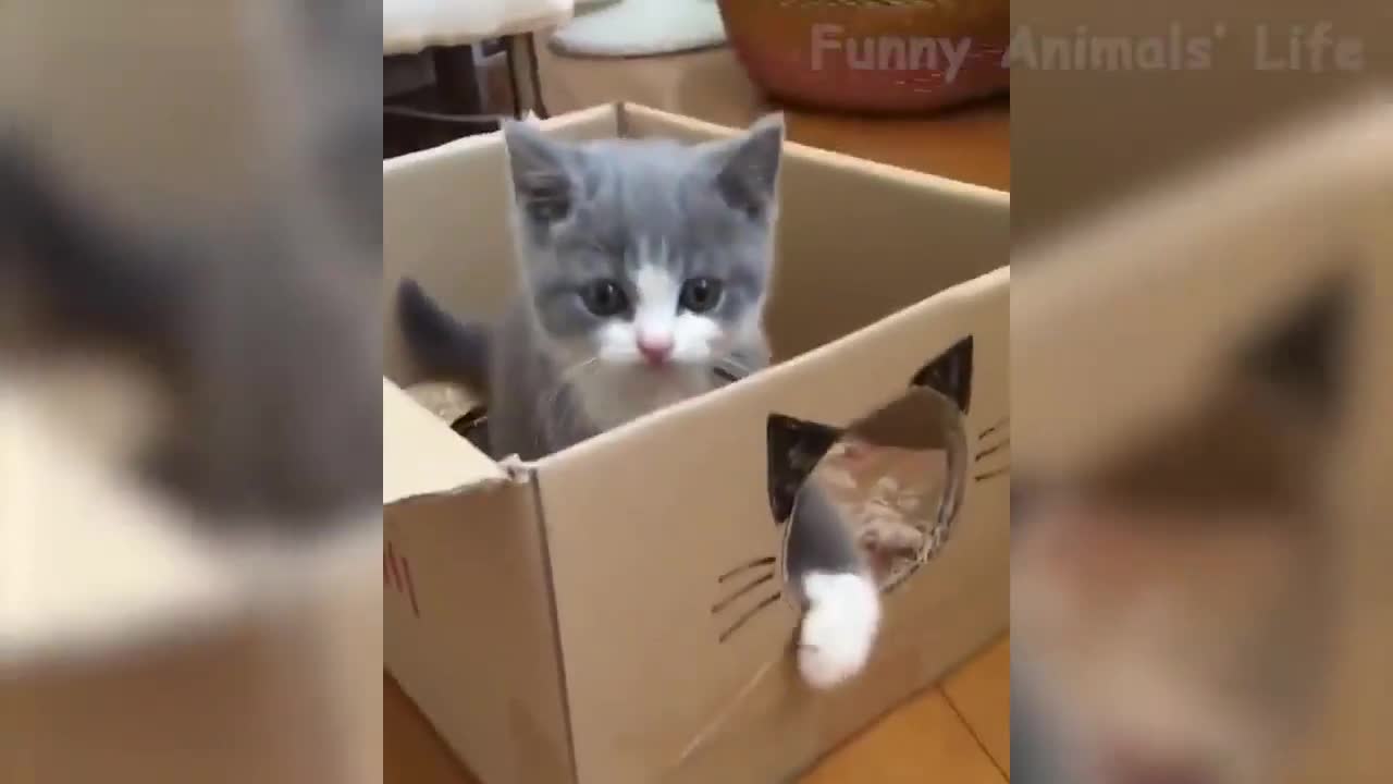 Cats and Mirrors, Puppies and Donkeys!!! Really funny!!! 🤣😎