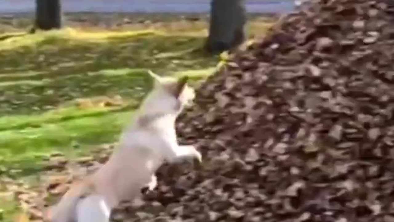 funny animals fails