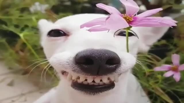 Funny little white