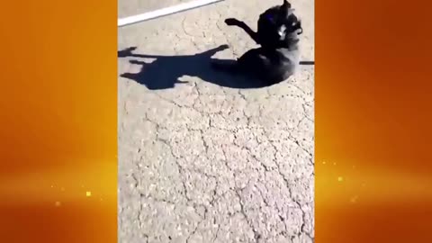 BEST Funny Videos YOU WILL LAUGH